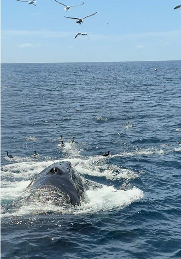 I 💙 humpback whales so much #whalewatching #montereybay #california #humpbackwhales