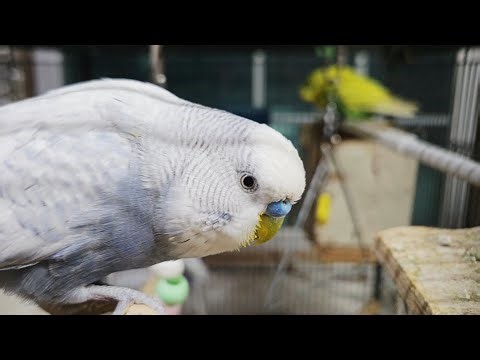 English budgies | What do budgies eat