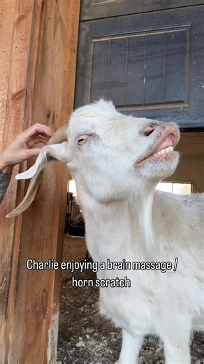 4.4K views · 7K reactions | Horn scratches for Charlie boy ❤️ | Black Goat Farm and Sanctuary | Facebook