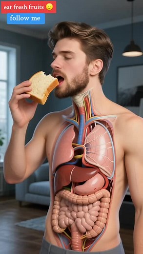 Explore the Human Body's Digestive System in 3D