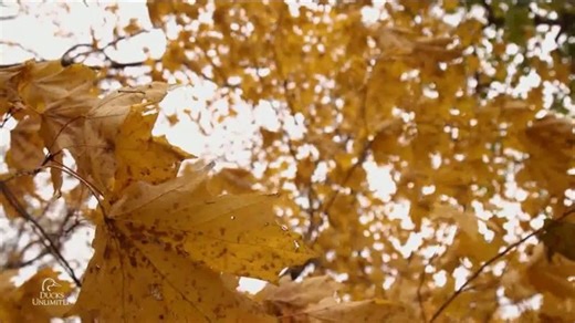 Ducks Unlimited TV Spot, 'Our Wetlands'