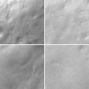 File:Role-of-the-Gut-Endoderm-in-Relaying-Left-Right-Patterning-in-Mice-pbio.1001276.s007.ogv - Wikimedia Commons