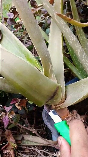 How to prune aloe vera #shorts​