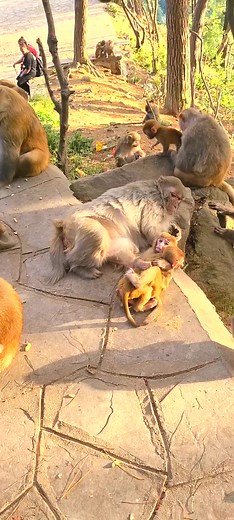92K views · 1K reactions |  Enjoys Watching & Adorable  Baby Monkeys Wild Life Videos Clips  #reels #monkey #animals #virals | Story Love Videos | Facebook