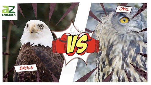 Eagle vs. Owl: Kings of The Sky Do Battle
