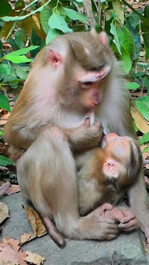 Monkey species: The mother monkey is tasting the milk her baby is drinking.