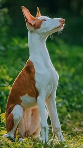 Ibizan Hound Podenco Ibicenco #hunting #huntinglegacy #hound | Hunting Legacy