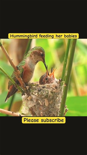 Hummingbird Mama Feeds Her Babies in Slow Motion #hummingbird #nature