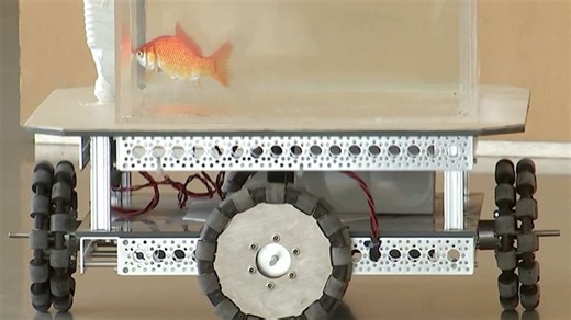 Fish out of water? Scientists have trained these goldfish to ‘drive’
