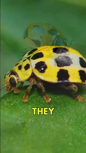 Did You Know These Ladybug Secrets? 🐞