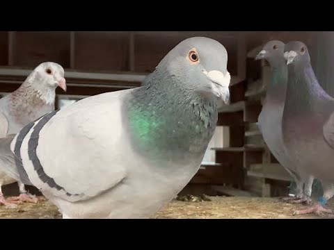ハト小屋の『ハト』が美し過ぎた！！【鳩 はと Pigeon】