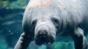 Here's what happens to manatees during a hurricane