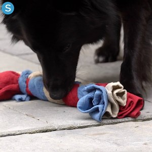 A cute and easy way to show your pup some love! | Scripps News Life
