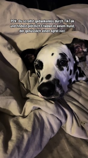 Entspanne mit ASMR: Hund genießt Apfel