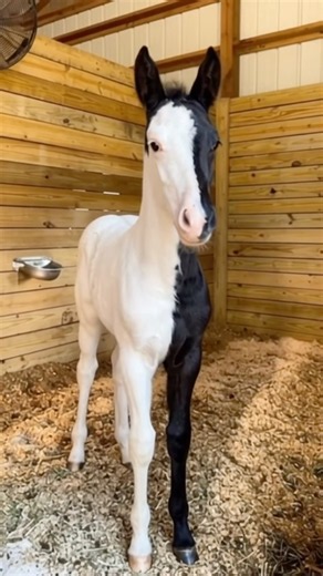 Is This Horse A Chimera? #goodtoknow #vet #medicine #educational #funfacts #lifehacks #learn #hacks