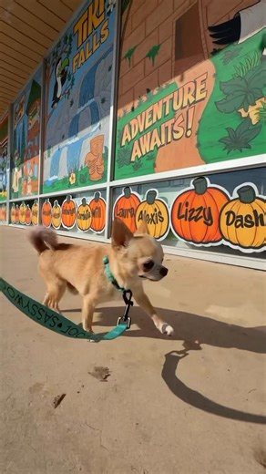 Baelyn | That girl with a lot of dogs on Instagram: "Day 13 of turning potato into a canine good citizen! During my lunch break we stopped at a pet store that has all sorts of animals. He was a little unsure but I’m still proud he didn’t completely protest his obedience. Leash & collar: @sassywoof (discount code: Marilyn) Treats: @openfarmpet Pet store: @pollyspets_ #chihuahua #cgc #caninegoodcitizen"