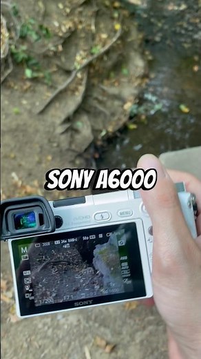 Sony Alpha 6000 nature photography. 🍃🌳