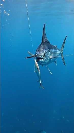 Insane Marlin Strike! Giant Marlin Attacks the Bait in Seconds 🐟⚡