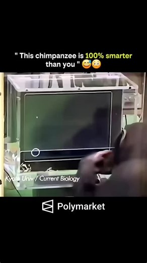 Rise in Mind on Instagram: "This chimpanzee looks smarter than a human — and science shows that, in specific tasks, that claim isn’t exaggeration but measurable reality. 1️⃣ Chimpanzees share about 98–99% of their DNA with humans, giving them remarkably similar brain structures, especially in regions linked to memory, perception, and decision-making. 🧬 2️⃣ In famous cognitive experiments, chimpanzees outperform adult humans in short-term visual memory tests. They can memorize the exact position