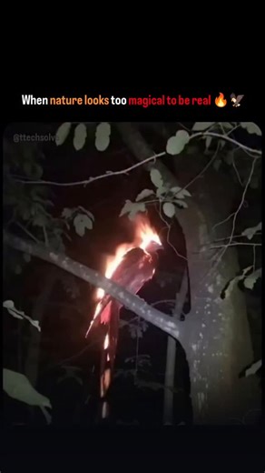 Ttechsolve on Instagram: "When nature looks too magical to be real 🌄💫 The post features a 15-second wildlife-style Al-generated clip showing a bird perched on a tree branch, its entire body glowing as if engulfed in flames. Despite the fiery appearance, the bird sits calmly before lifting off and flying away, adding to the surreal, dramatic effect that gives the video its viral shock value. Circulating rapidly across social feeds, the clip has amassed 144,000 likes and 4.3 million views within