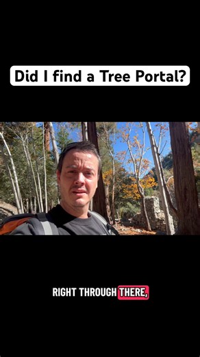 Did I Find a Tree Portal in the Forest?