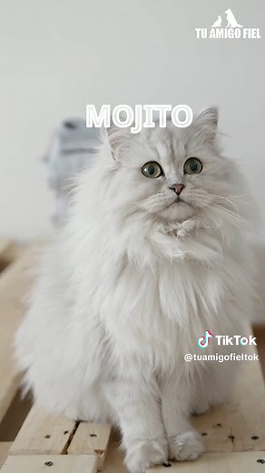 Nombres creativos para gatos blancos