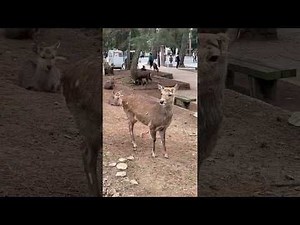 Deer attack in Nara, Japan