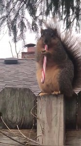 Those Indiana squirrels are getting THICC on leftovers. | Whiskey Riff
