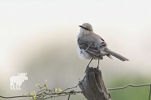 Mockingbird: Key Facts — Forest Wildlife