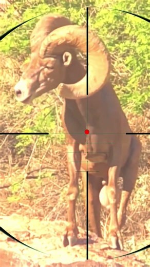 Ibex Shooting | Sparare allo stambecco | Schiet steenbok