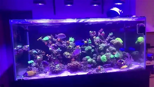 4 PopBloom RL90 lights on 72inch 180cm 6ft saltwater tank! 🌊💡 #popbloomrl90 #popbloom #popbloomled https://ebay.us/m/ETSv5q