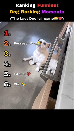 Ranking Funniest Dog Barking Moments🐶