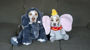 An Amusing Compilation of Costumes Worn by Maymo the Dog and His Little Sister Penny