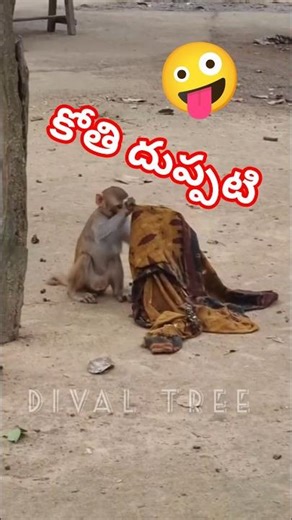 Monkey blanket | కోతి దుప్పటి🤪