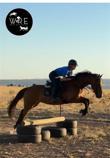 Huey: Australian Stock Horse for Sale in Victoria