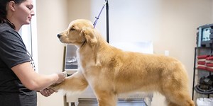 ‘Dog Days of Summer’ event at Fireside Pet Lodge