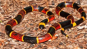 6 Most Dangerous Snakes in Florida