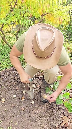 Flower Bulbs 🌷🤠1️⃣ Narcissus 2️⃣Tulipa 3️⃣Allium #flower #bulbs #perennials #color #spring #garden