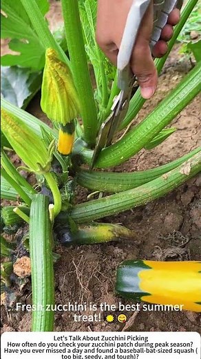 Harvesting Zucchini with Scissors – Clean Cuts for Fresh Summer Squash ✂️🥒