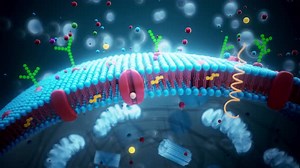 Animated Cell Membrane Structure Scientific Visualization 3D Animation