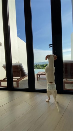 Sheldon the Dachshund and His Diaper Adventures