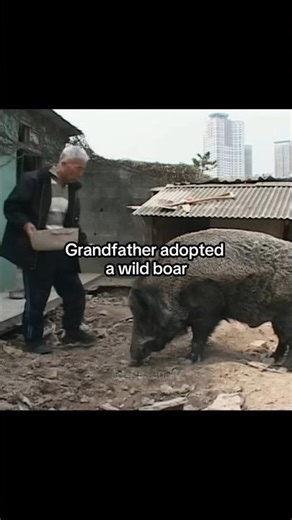 Man in South Korea Raises Wild Boar Like Family Member #pets #wildanimals