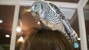 Your hair is a mess, OWL fix it for you :P Instagram => https://instagram.com/i.loveeee.it/ | I Love Owls