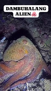 28K views · 226 reactions | Dambuhalang Alien #nightspearfishing #seafood #fishing #spearfishing #fishinglife #fish #markfishingadventure #fypシ #viral #underwaterphotography @topfans | Mark Fishing Adventure | Facebook