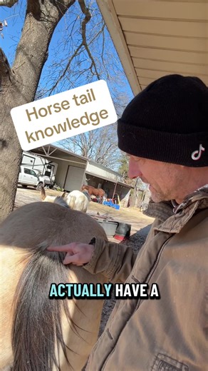 Understanding Horse Tail Anatomy: Fascinating Facts