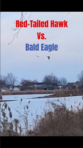 Bald Eagle vs. Red-Tailed Hawk Showdown! #Birds #Nature #Hawk #Eagle #Vs #Animals #ytshorts #Shorts.