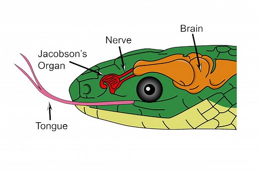 What is Jacobson's Organ in Snakes - ReptileHow.com