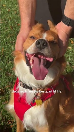 will forever be grateful 🤍 #souldog #goldenretreivers #dogmom #happydog #doglife #dog