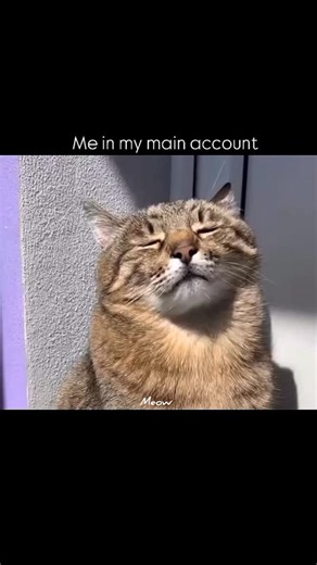 meowww on Instagram: "😹😹😹 #meme #memes #catmeme #catmemes #catvideos #catlover #catlovers #funtimes #fun #funny #comedy #instagood #instamood"