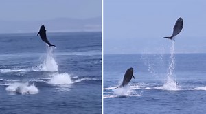 'They Were Doing Olympic-Style Jumps': Dolphins Leap 20 Feet In The Air Off San Diego Coast